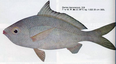 Gerres baconensis